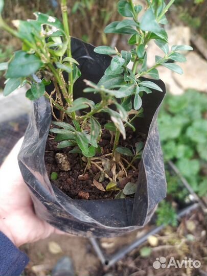 Саженцы самшита