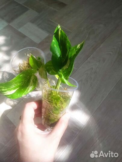 Сциндапсусы