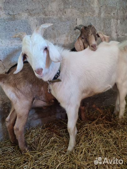 Англо нубийские козлики