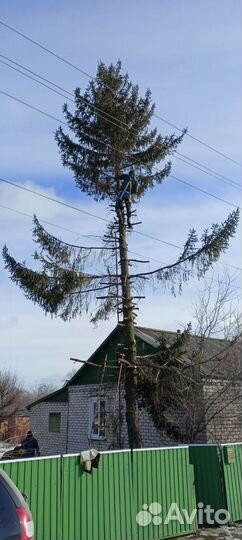 Спил деревьев