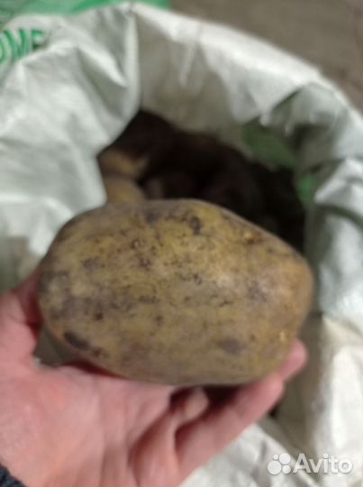 Продам картофель