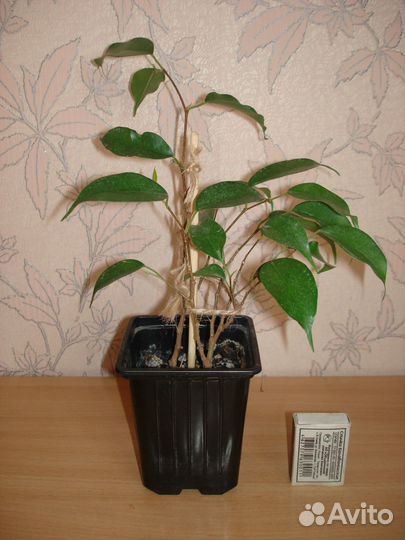 Фикус Бенджамина