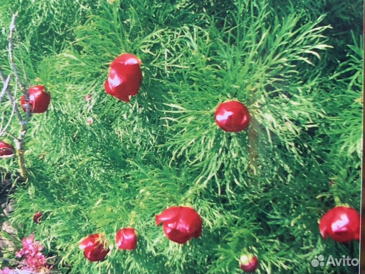 Пион ранний декоративный