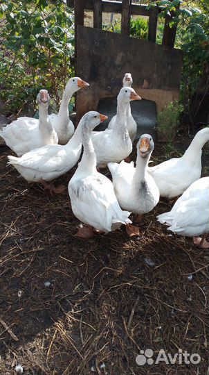 Цыплята бройлеры подрощенные