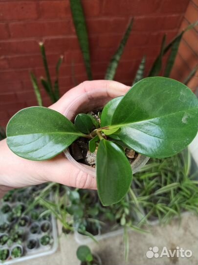 Продам комнатные растения цветы