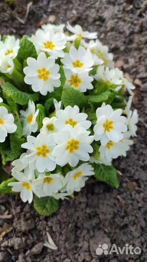 Хоста и примулы