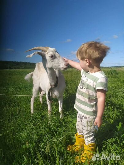 Деревенское молоко, творог, сметана, сливки, сыр