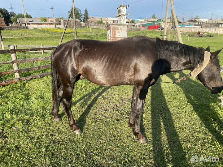 Продам коней