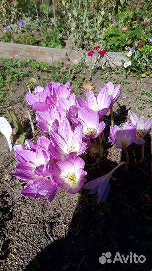 Безвременник