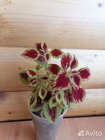 Колеусы вегетативные каллизия