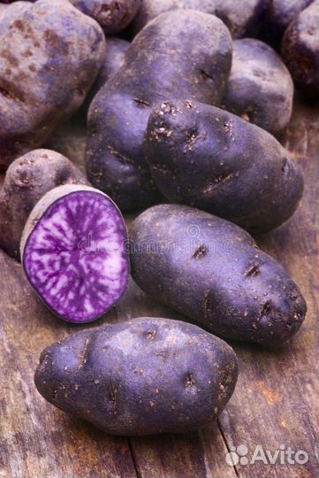 Картофель виолетта