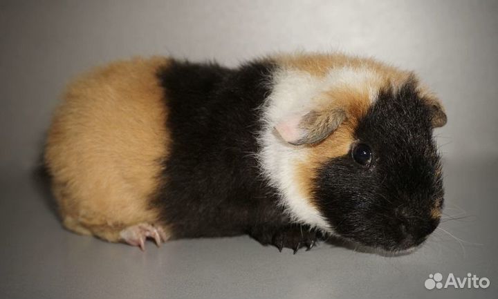 Морская свинка ам.тедди
