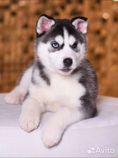 Вязка Сибирский Хаски