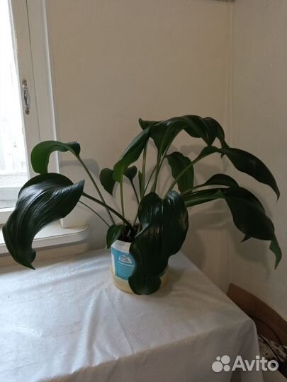 Эухарис амазонская лилия