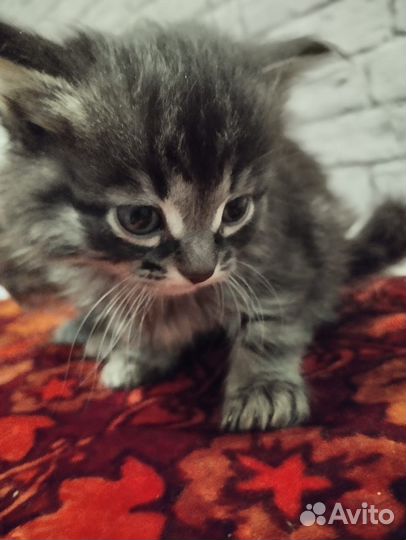 Котята в добрые руки бесплатно