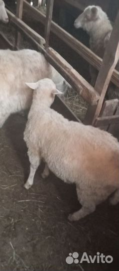 Овцы бараны