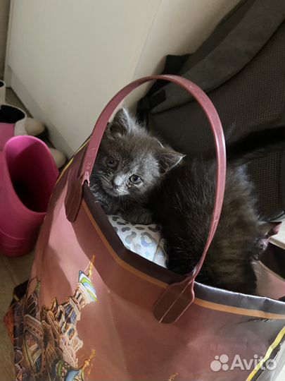Шотландские котята