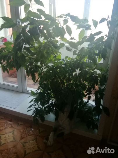 Гибискус китайская роза