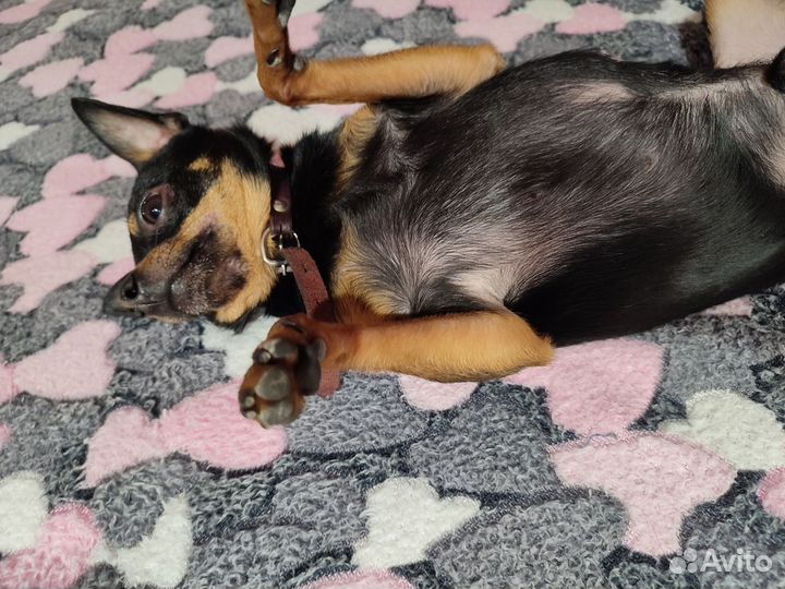 Передержка животных