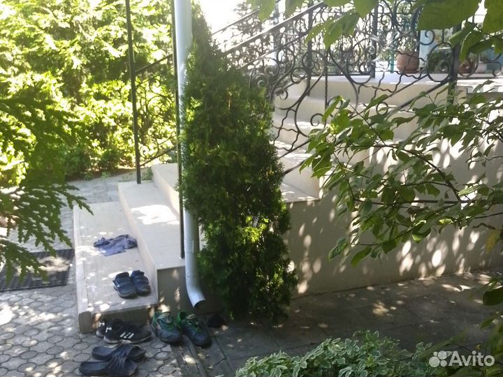 Ветки для декора