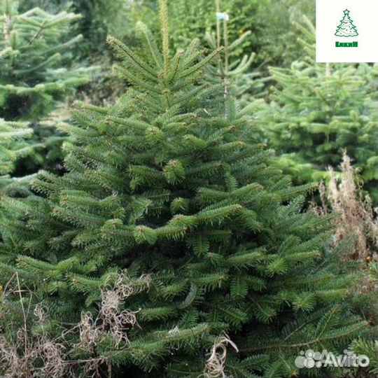 Елка живая сосна/ель с доставкой