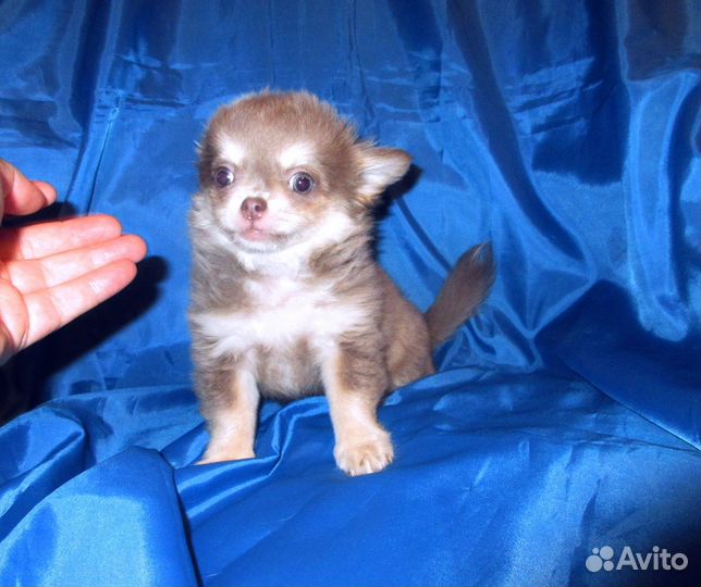 Чихуашки девочки