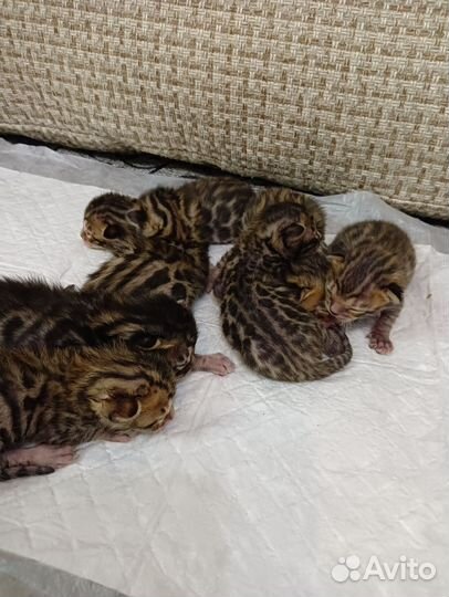 Бенгальские котята