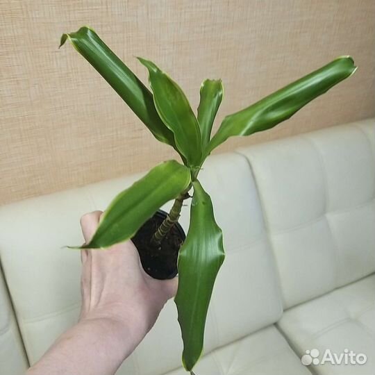 Пальма драцена