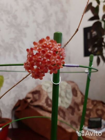 Хойя Бенгуэнзис