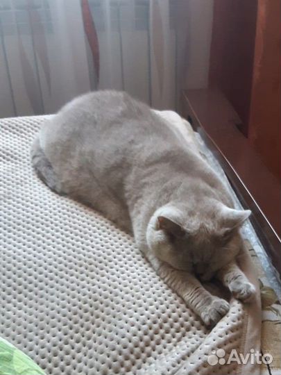 Отдам в добрые руки кошку