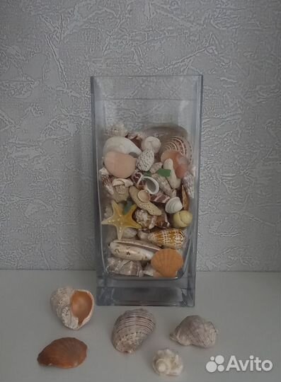 Ракушки рапана черноморского