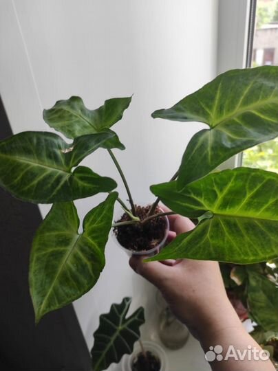 Сингониум батерфляй