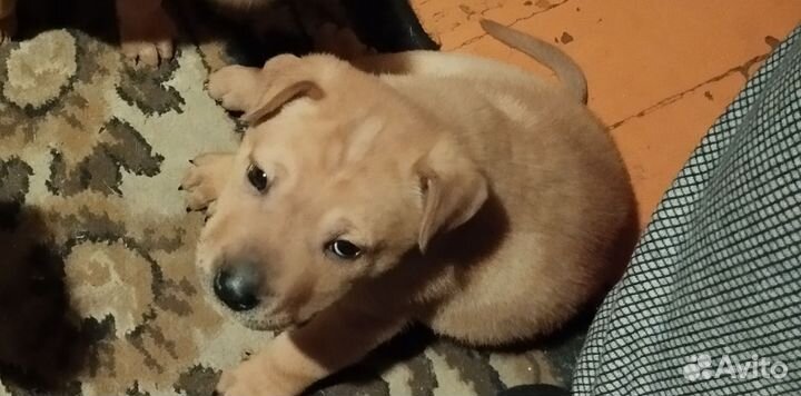 Метис шарпея