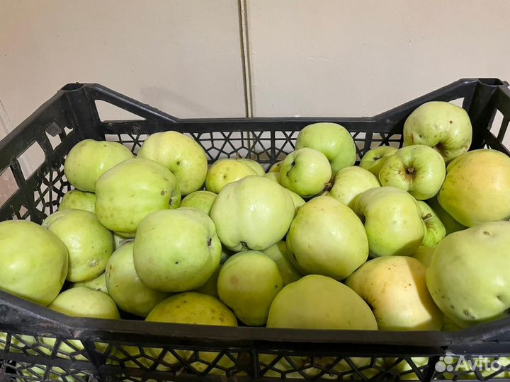 Яблоки