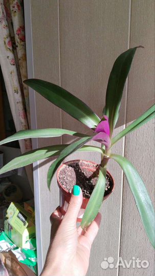 Дримиопсис, спатифиллум, хлорофитум, традесканция