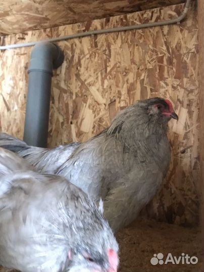 Молодые петухи