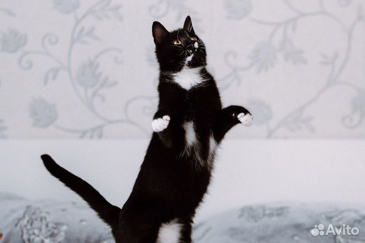 Котик Вольф