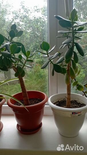 Денежное дерево