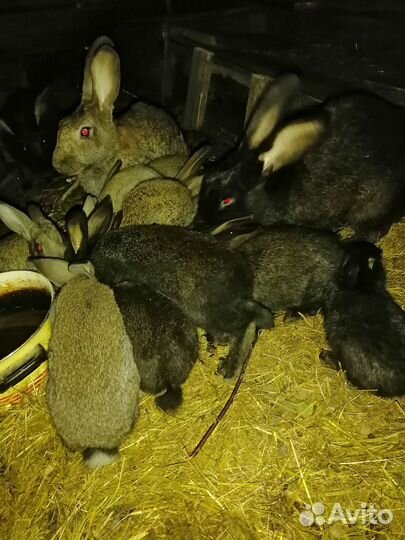 Кролики молодняк