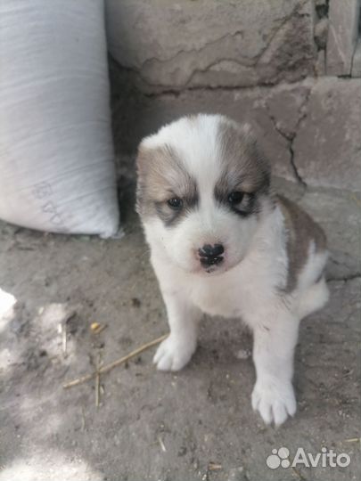 Среднеазиатская овчарка алабай щенки