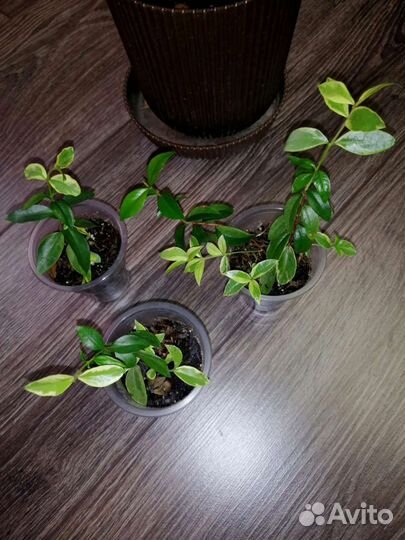 Мирт вариегатный крупнолистный