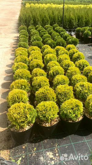 Туя шар Мириам