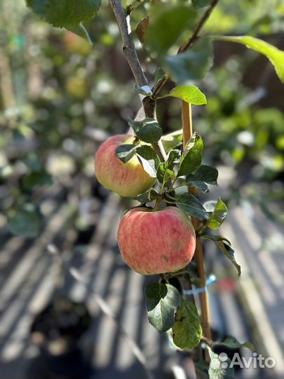 Яблони 3х летние зкс