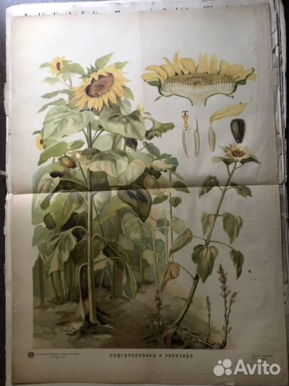 Альбом с постерами «Половое размножение» 1930 год