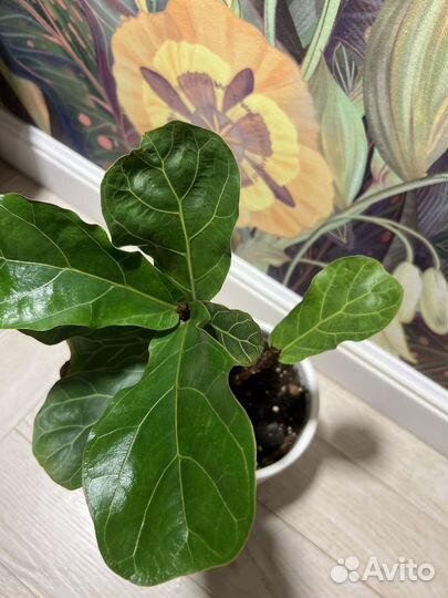 Фикус лирата бамбино