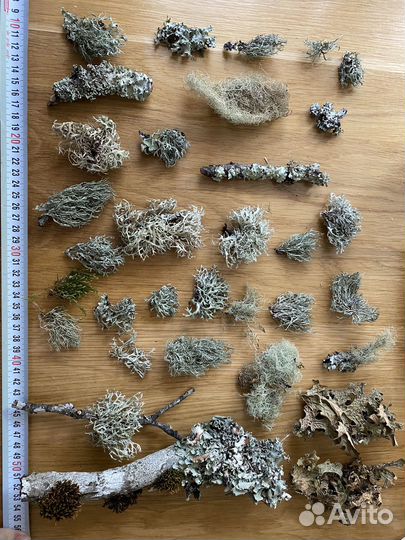 Мох и лишайники набор для творчества