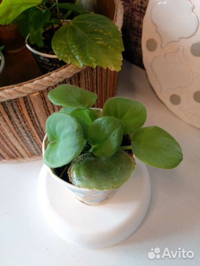 Растения (алоказия, фикус, сансевиерия, фиалка)