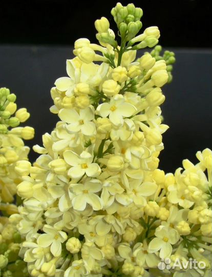 Сирень Красавица Москвы Примроуз Аукубафолия