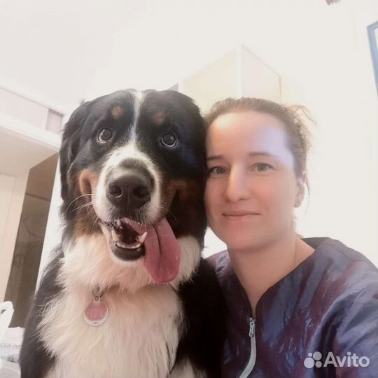 Стрижка собак. Груминг. Экспресс - линька. Мытье