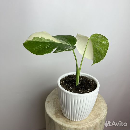 Монстера Вариегатная